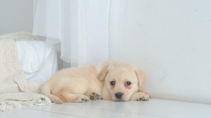 Pretty labrador puppy rests on a white floor in the room