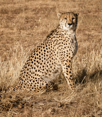 Adult cheetah sits up scans his surroundings