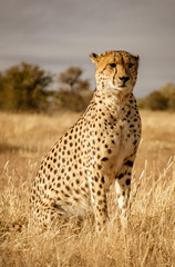 Adult cheetah sits up scans his surroundings