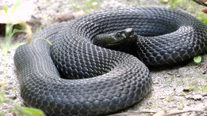 basking under the summer sun viper snake