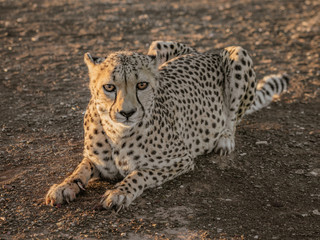 Adult cheetah lies in the dirt