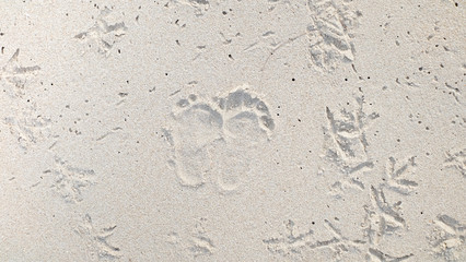 The little footprint on the sand around with bird's footprints.