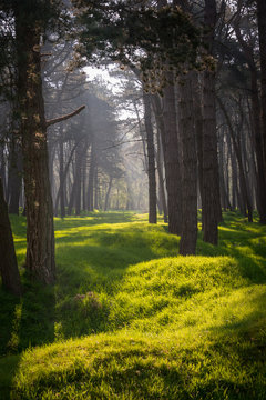 Morning Light On The Overgrown WW1 Trenches And Craters At Vimy Ridge, France, Scene Of Famous Canadian Battle