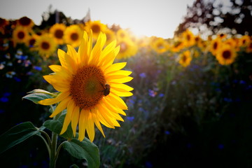 sun, sunflowers and bumblebees