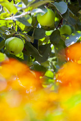 Green apple tree garden orange flowers