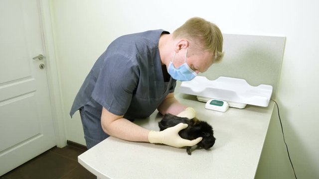 Veterinary clinic. Veterinarian examining the black domestic guinea pig. 4K