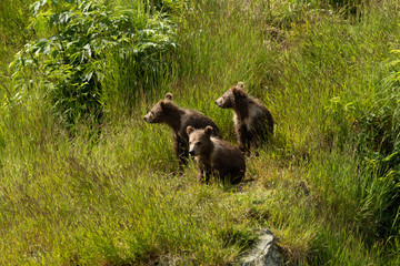 Triplet Kodiak Bears