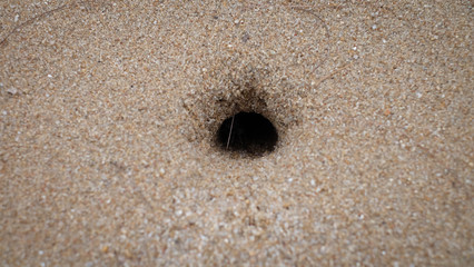 The Close-up crab hole on the sand background.