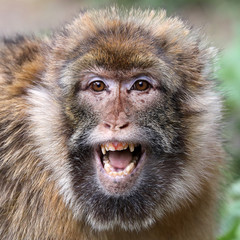 Barbary macaque