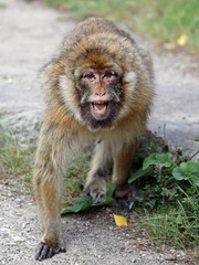 Barbary macaque