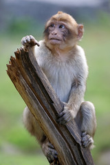 Barbary macaque