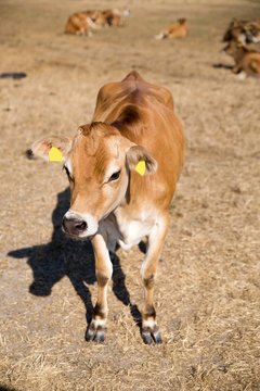 Juned Rind Jersey-Rind Images – Browse 28 Stock Photos, Vectors, and Video | Adobe ...