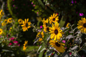 Yellow Marigold / Daisy flower in a garden