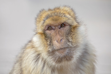 Obraz premium Barbary macaque