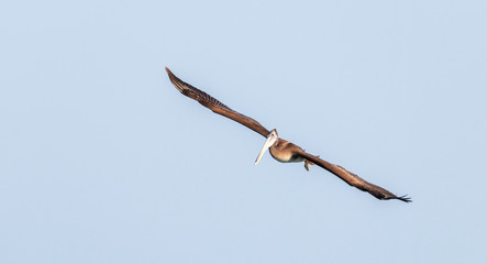 grey pelican in flight