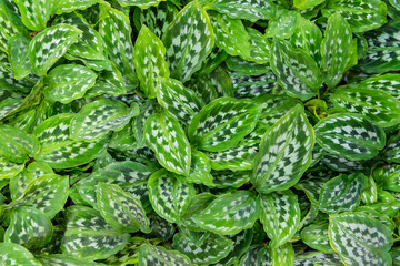 Beautiful natural fresh green leaves patterned for wallpaper background