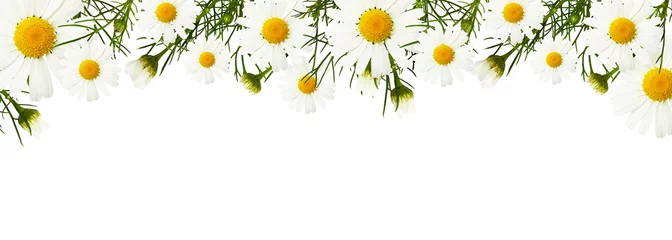 Photo sur Plexiglas Marguerites Fleurs et boutons de marguerite dans une bordure