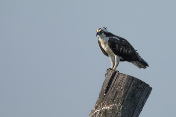 Perched Osprey.