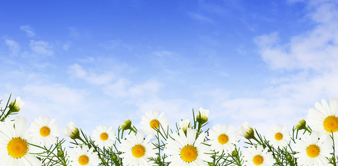 Daisy flowers and buds in a border and sky