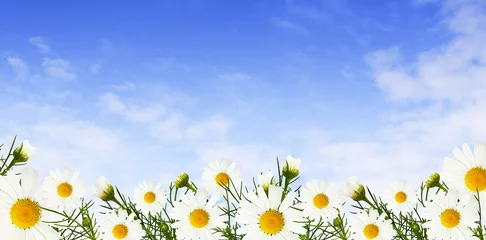 Photo sur Aluminium Marguerites Daisy flowers and buds in a border and sky