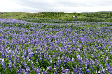 Summer Lupine field in Iceland