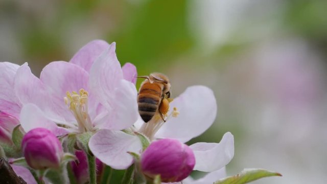 Macro close up of honey bee crawling over pink flower collecting pollen on hind legs corbiculae pollen sacs and pollinating flora