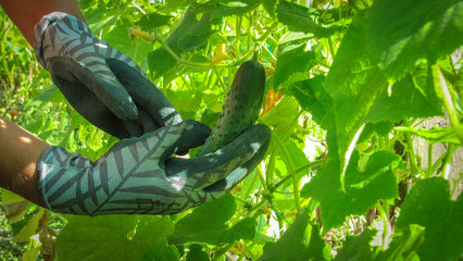 Healthy eating. Gardening and agriculture concept.