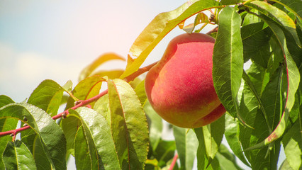 Fresh peach tree.