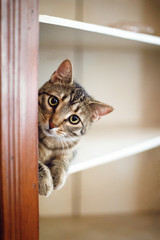 Cute cat peeking around corner