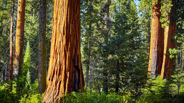 Giant sequoia in Sequoia National Park, California, USA.