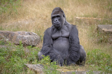 Fototapeta na wymiar Silverback gorilla portrait