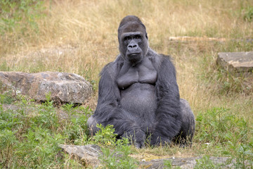 Fototapeta na wymiar Silverback gorilla portrait