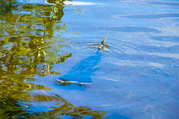 Anhinga swimming underwater, hunting for fish, with head above water - Delray Beach, Florida, USA