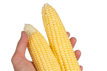 Corn in hand on white background