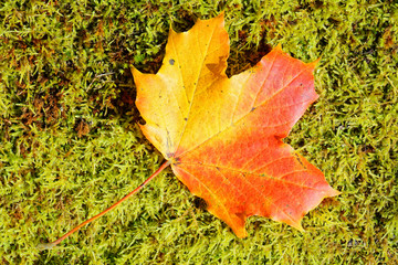 Close up of colorful maple leaf on green moss background at sunny autumn day