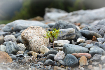 young shoots