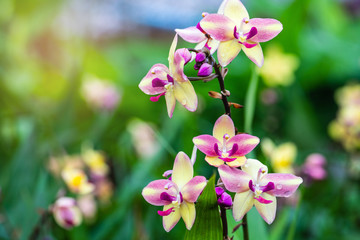 Obraz na płótnie Canvas Spathoglottis plicata Blume, beautiful wildorchid in rainseason.