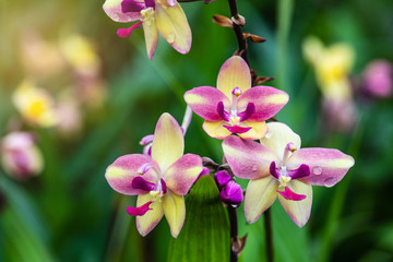 Spathoglottis plicata Blume, beautiful wildorchid in rainseason.