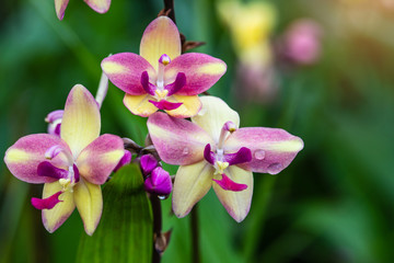 Spathoglottis plicata Blume, beautiful wildorchid in rainseason.