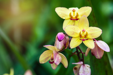 Obraz na płótnie Canvas Spathoglottis plicata Blume, beautiful wildorchid in rainseason.