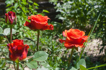 Blooming rose flower close up, colorful and vivid plant, natural background