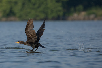 Cormorant Taking Off over water