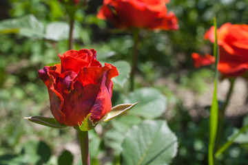 Blooming rose flower close up, colorful and vivid plant, natural background