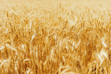 Wheat field agricultural background