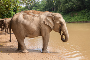 éléphant au bord de la rivière