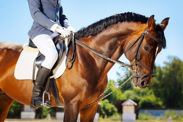 Obraz premium Race horse. Dark brown race horse submissively standing near her owner wearing blue trousers and riding boots