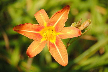 Bright Orange Wild Flower