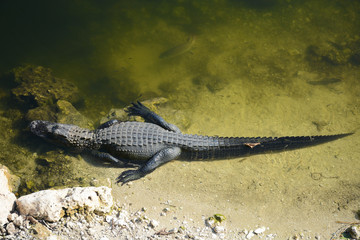 EVERGLADES, UNITED STATES - APRIL 7, 2018: Big Cypress National Preserve, Florida