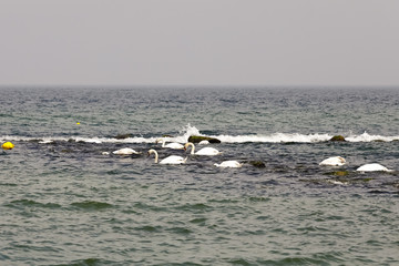 Swans flowing in marine waters