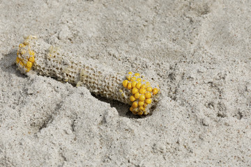 The corn cob lies on a sandy beach